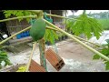 Đu đủ không đậu trái phải làm sao ? Phần 1