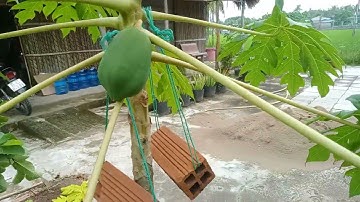 Đu đủ không đậu trái phải làm sao ? Phần 1