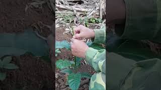 grafting water shoots. #bagio #coffee #indonesiacoffee #localcoffee #stemcuttings #grafting #arsyad