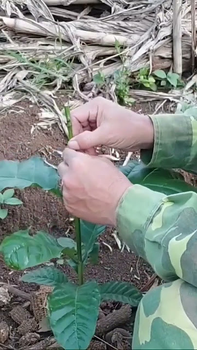 sambung tunas air. #bagio #kopi #kopiindonesia #kopilokal #stekbatang #sambungsisip #arsyad