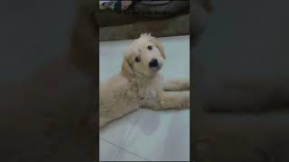 “My baby in daylight, my sleep paralysis demon at night 👀”#DogVideo #PetReels #DogReels