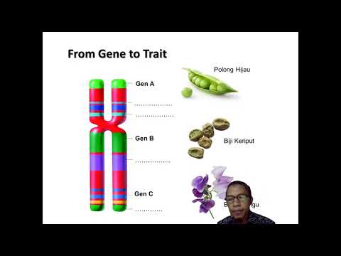 Video: Bagaimana terjemahan mRNA dihentikan jelaskan?