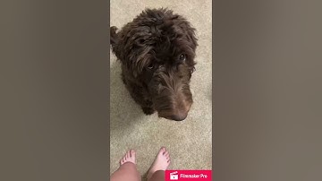 Video project- PSY 120 Classical Conditioning