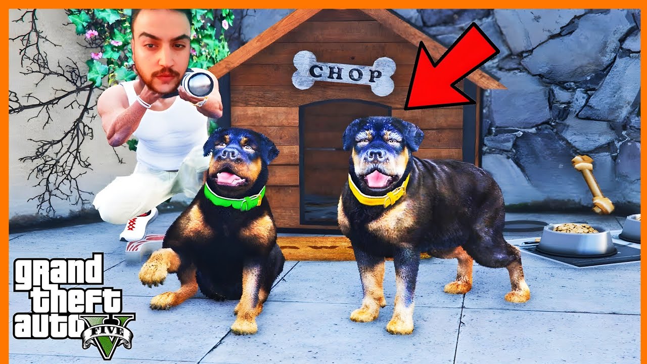 تحولت كلب هاسكي تحشيش ضحك 😂 | جراند 5