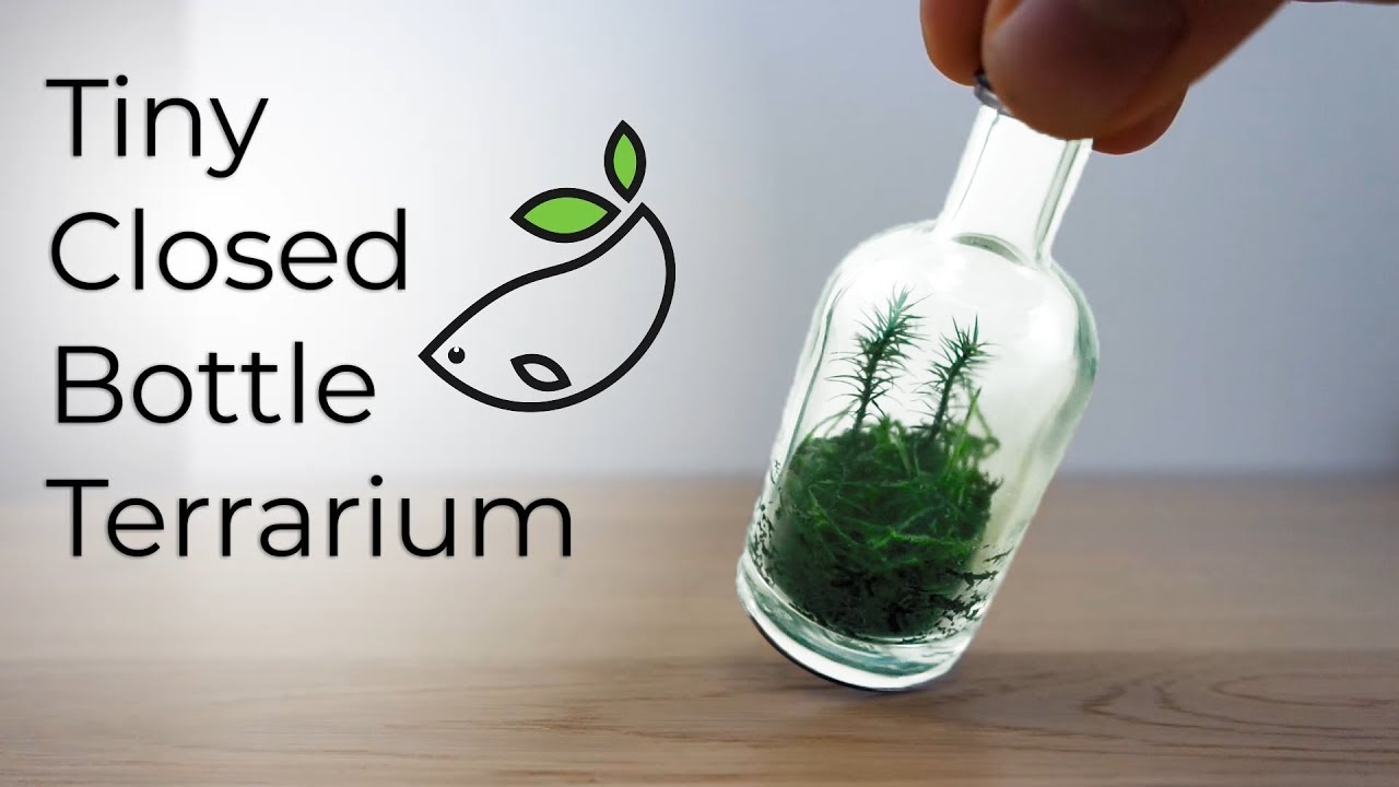 Tiny Closed and Native Bottle Terrarium - YouTube