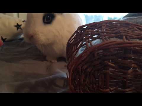 Video: Hur Man Gör En Kaninmask