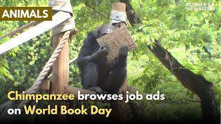 Shoushan Zoo’s chimpanzees turn bookish on World Book Day｜Taiwan News