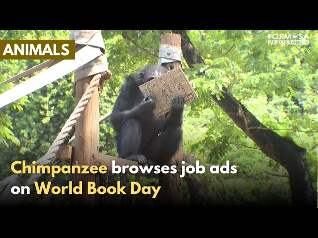 Shoushan Zoo’s chimpanzees turn bookish on World Book Day｜Taiwan News