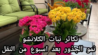 تكاثر نبات الكلانشو بكل سهولة عن طريق زراعة العقلات