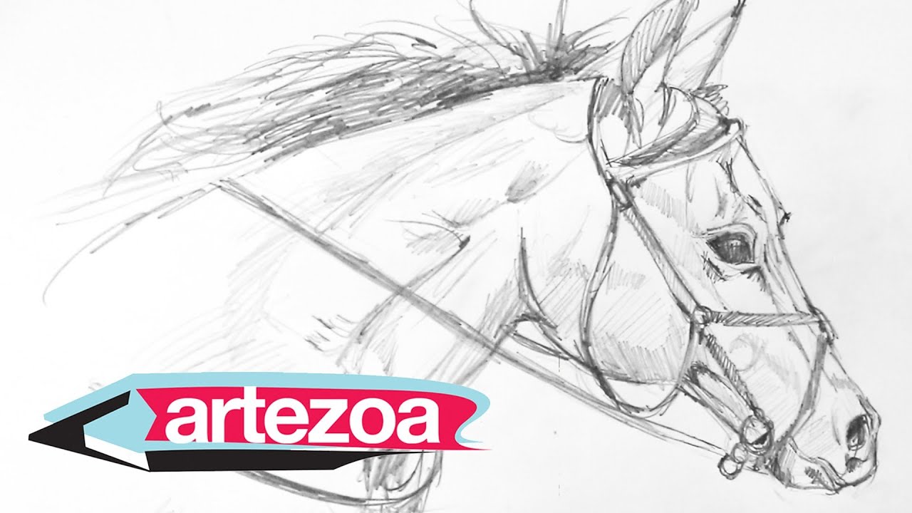 How To Draw A Horse Head | Step By Step Video Tutorial - YouTube