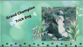 Grand Champion Trick Dog Video (DMWYD) starring Zorro the Havanese