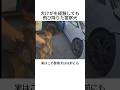 大けがを経験しても飛び降りた警察犬
