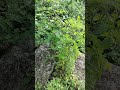 टमाटर | tomato |