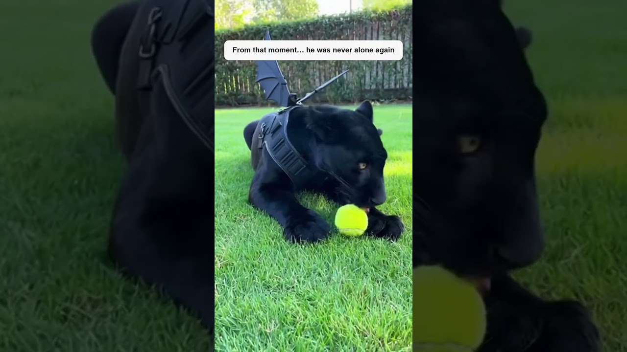 A Cub Nobody Wanted #viral #trending #short