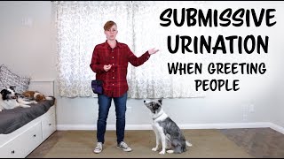 Submissive Urination When Greeting