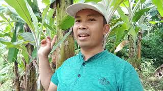 Review pisang ambon warangan