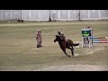 जांबाज़...Demonstrations at closing ceremony of 40th All India Police Equestrian Championship.