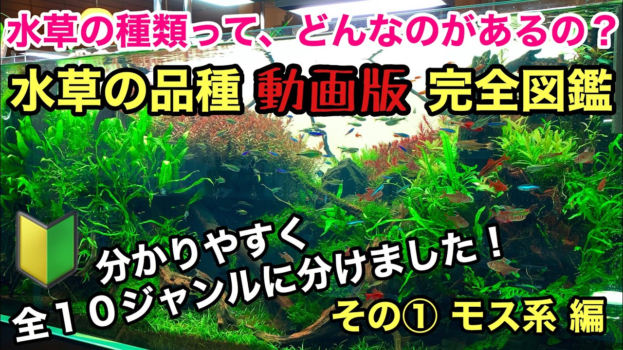 水草の種類 育て方完全マニュアル大図鑑 水草水槽にどれを植えたら良いか迷っている方は必見 Adaネイチャーアクアリウム立ち上げ初心者 前景草草原レイアウト ロタラ植栽 ウィローモス 活着 陰性シダ Youtube