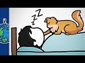 Domestication and Evolution of Cats