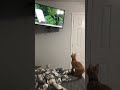 Die Katze hat sich überschätzt