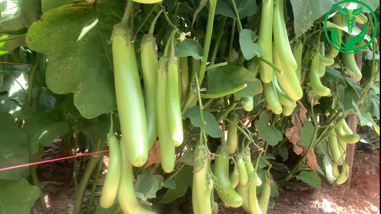 Brinjal cultivation|8220490096 | sungro F1183 hybrid brinjal|DJ HI-TECH Nursery Rayakottai|​⁠