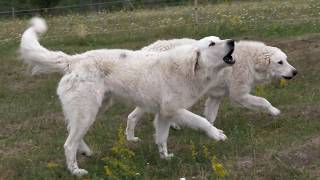 Istvan Haluska - Animal husbandry among wolves