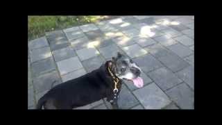 English Staffordshire Terrier Spyro