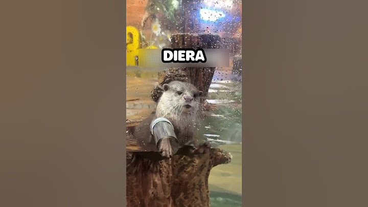 Esta Mujer le ofrece sorpresa a esta Nutria