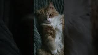 Hilarious cat on bean bag: One seriously chilled out cat #cats #funnyanimals #funnycats #ilovemycat