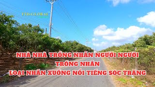 Khám Phá Thủ Phủ Vườn Nhãn Tại Tx Vĩnh Châu Sóc Trăng