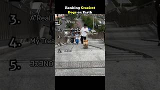 Is That A Real Lorax   Wait Till U See 1   Craziest Dogs Ranking