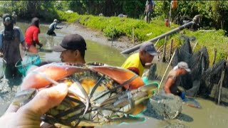 berebut udang sisa panen yg masih pada berkeluyuran