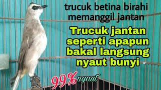 pancingan trucukan betina birahi memanggil jantan PALING AMPUH jadikan trucuk jantan langsung bunyi