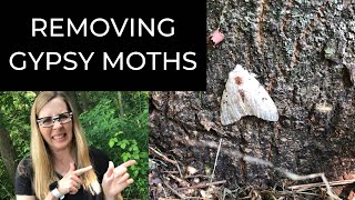 How To Remove Gypsy Moths and Gypsy Moth Egg Masses