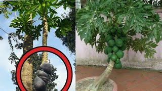 Papaya air layering propagation step by step