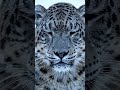 Nature's ghost. ❄️🐆 #wildlife #nature #animals #shorts