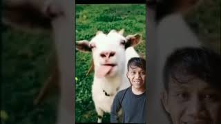 Download Lagu lidah menjulur MP3