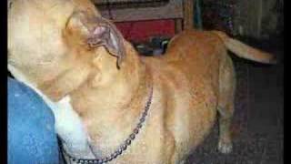 Cobrets Nino Dedication Pitbull King