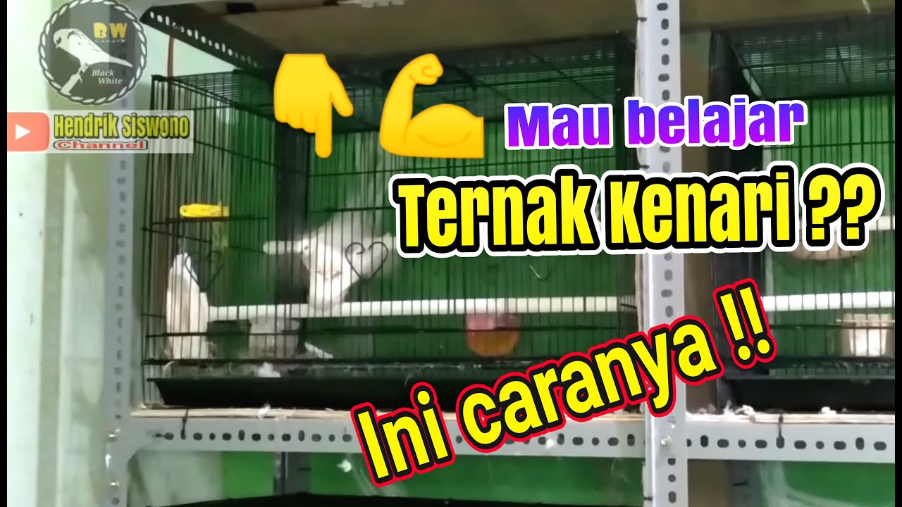 Cara MENGAWINKAN dan MENJODOHKAN Kenari bagi Peternak Pemula