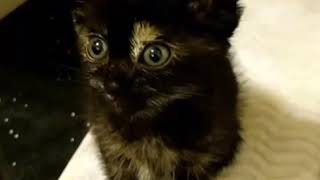 Kitten Gets Her Meow Back After Rescue by Love Meow 59,882 views 5 years ago 1 minute, 23 seconds