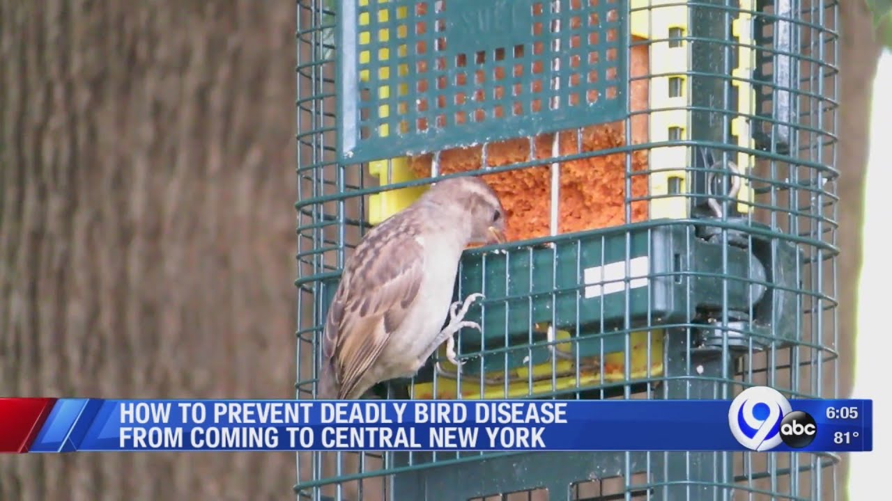 Bird Disease YouTube
