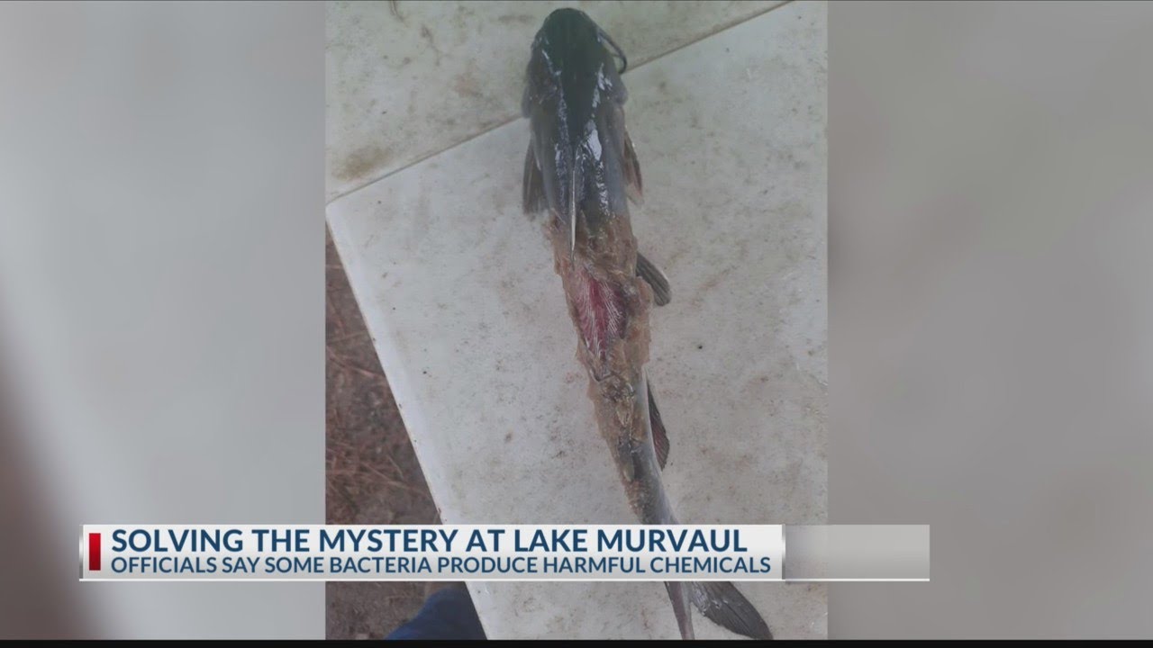 Texas Parks and Wildlife continue to investigate Lake Murvaul, find no