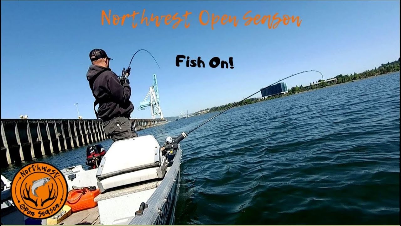Spring Chinook Fishing Willamette River Spring Chinook Salmon Fishing