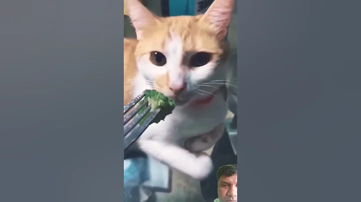 Watch the video about Funny Animal's Clips !#shortvideo #funny #cat #shorts