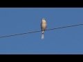 モズの鳴き声
