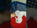 🥹 Caring for My Tiny Newborn Kittens Every Day 🐾 #newbornkitten #catcare #petshorts #tinypets