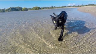 Cat takes a stroll in paradise! by Nathan the Beach Cat 16,402 views 2 years ago 1 minute, 13 seconds