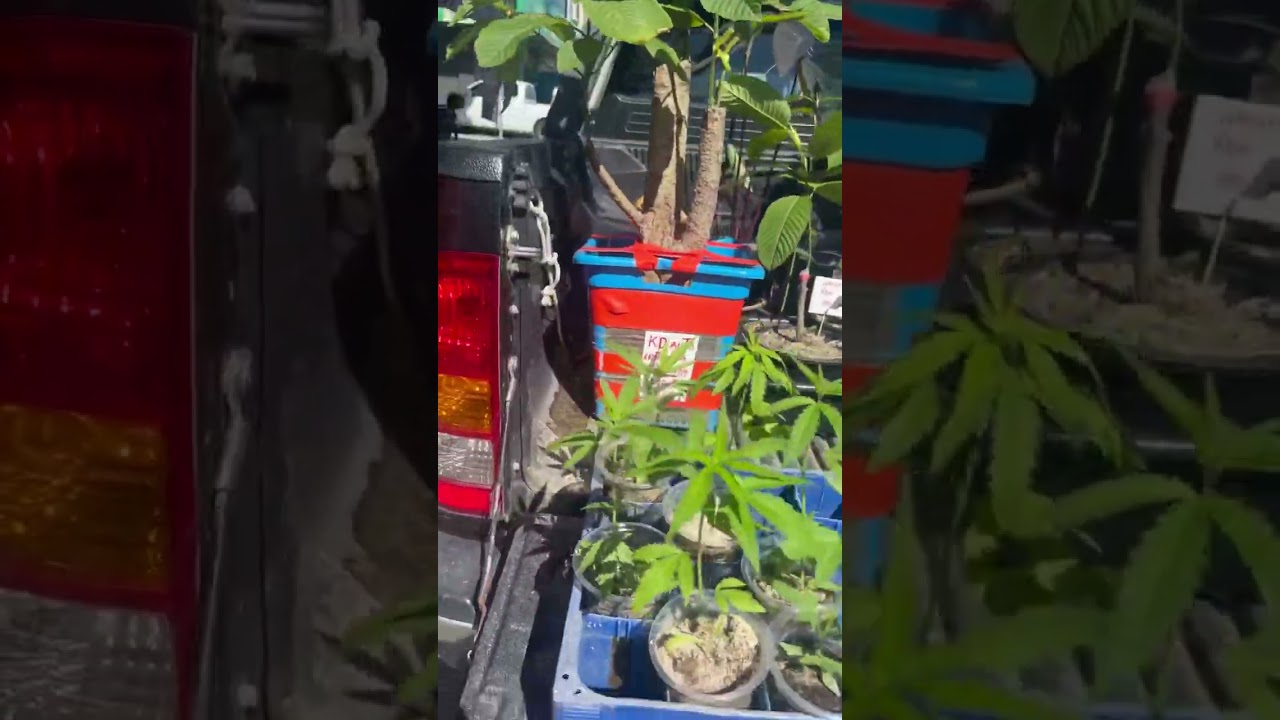 Koh Phangan 4K Cannabis Plant on the Street Thailand legalize marijuana