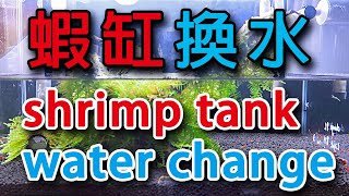 【分享】蝦缸換水│烤漆蝦│蝦缸│Shrimp Tank Water Changes