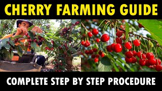 Cherry Farming  Cherry Cultivation information Guide | Cherry ... 